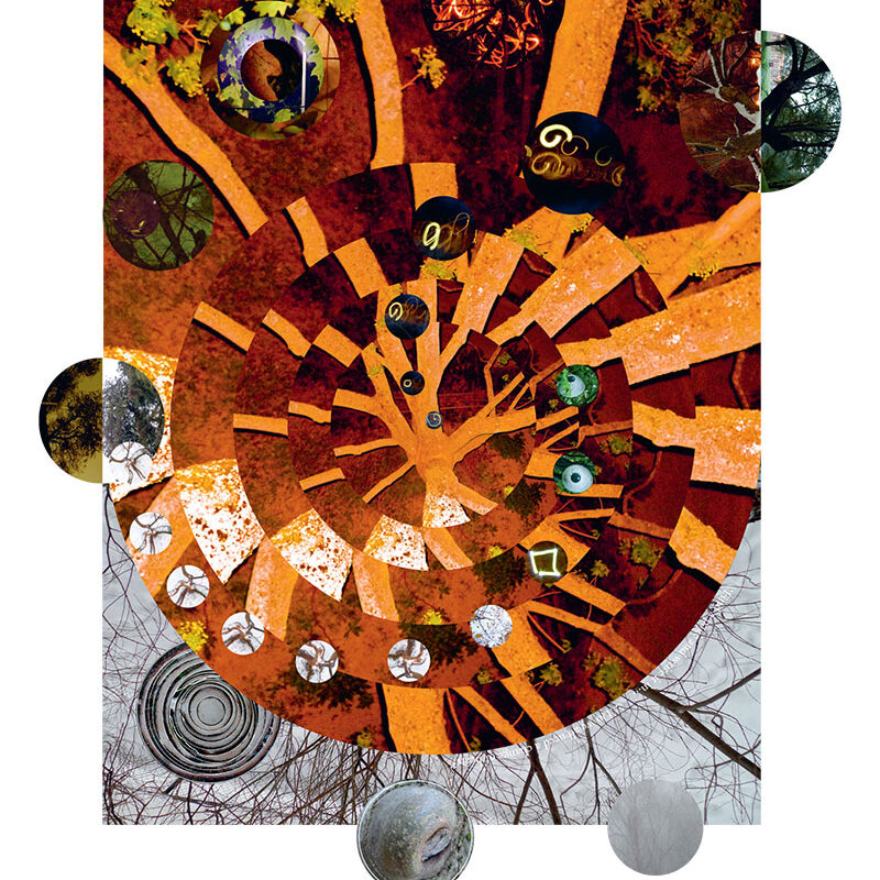 Lucy's Tree and others