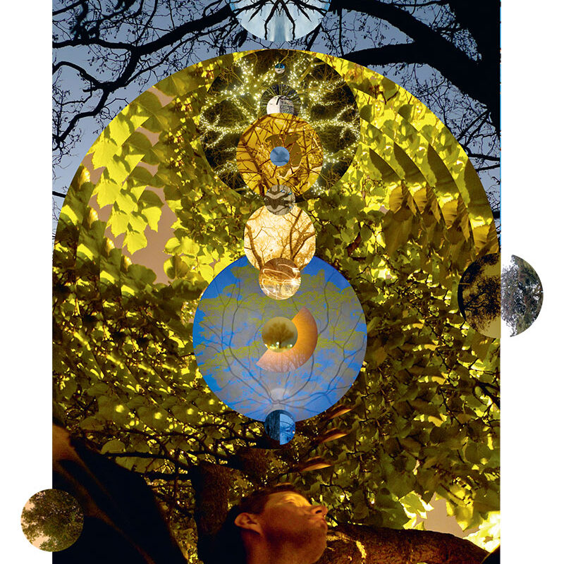 Paul's Tree and others