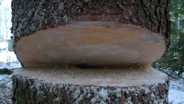 Falling Tree Prep 2011 - Image 15