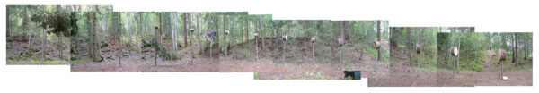 Falling Tree Prep 2011 - Image 2